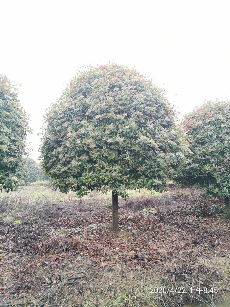 矮分枝10-15红叶石楠移栽苗苗圃直供