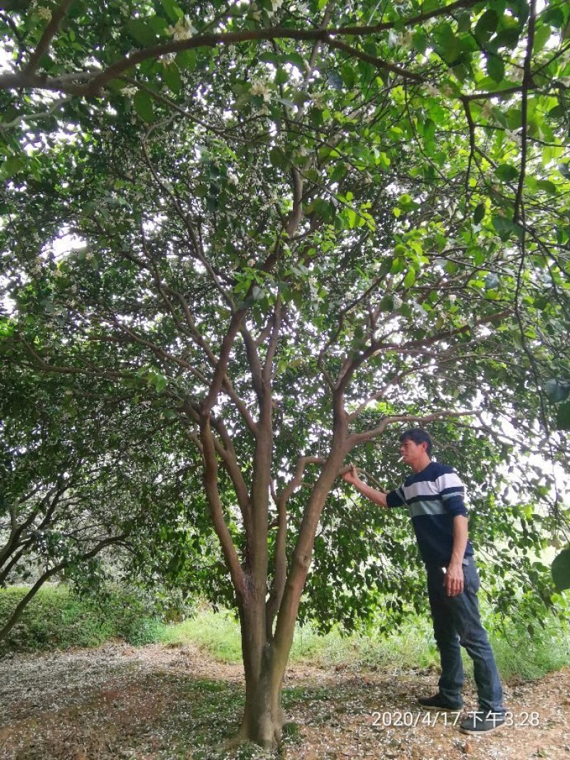 丛生香泡香橼香柚胡柚椪柑橘子树一手货源