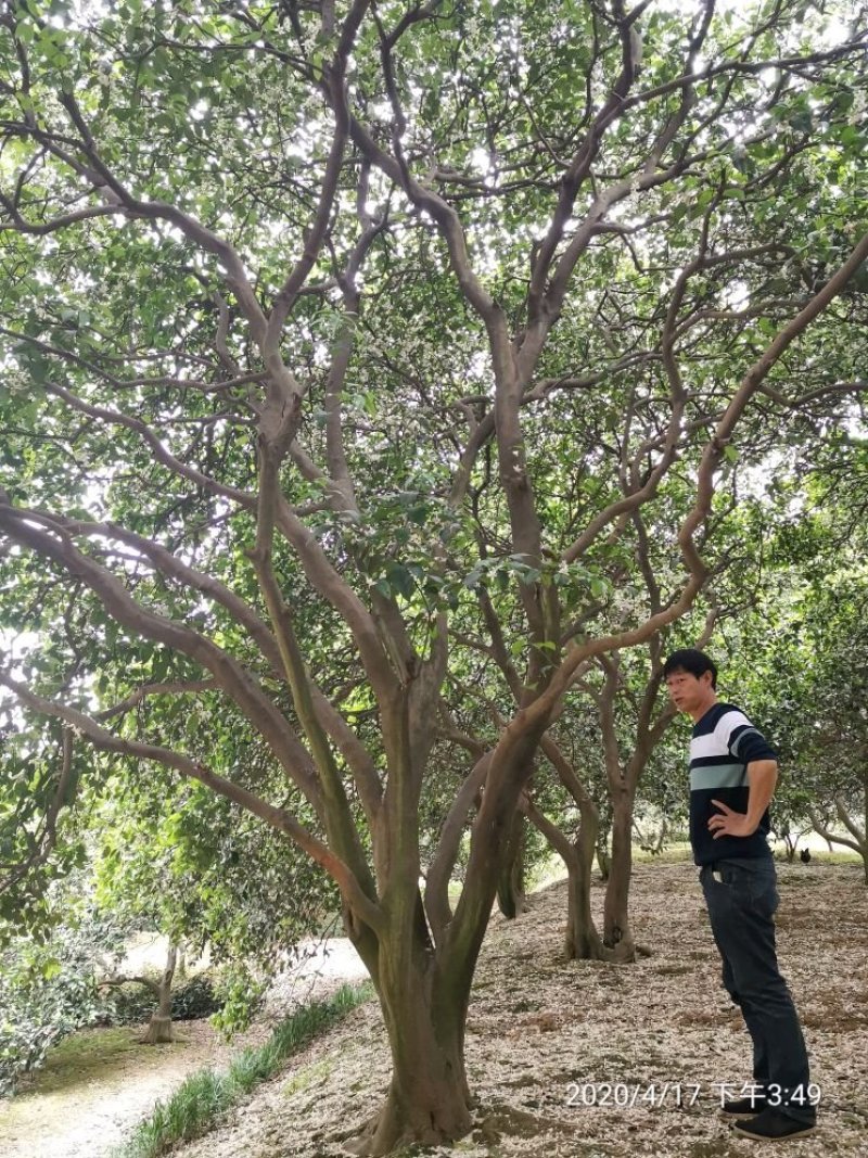 丛生香泡香橼香柚胡柚椪柑橘子树一手货源