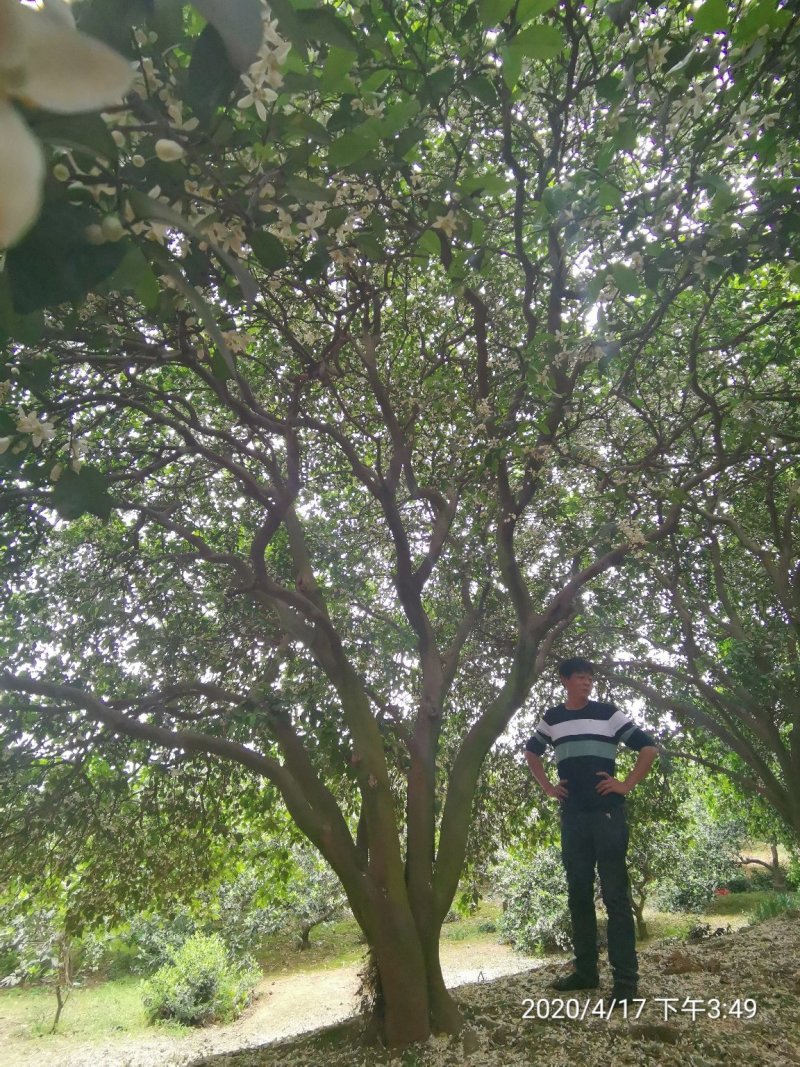 丛生香泡香橼香柚胡柚椪柑橘子树一手货源