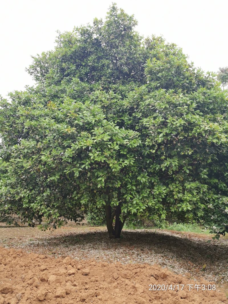 丛生香泡香橼香柚胡柚椪柑橘子树一手货源