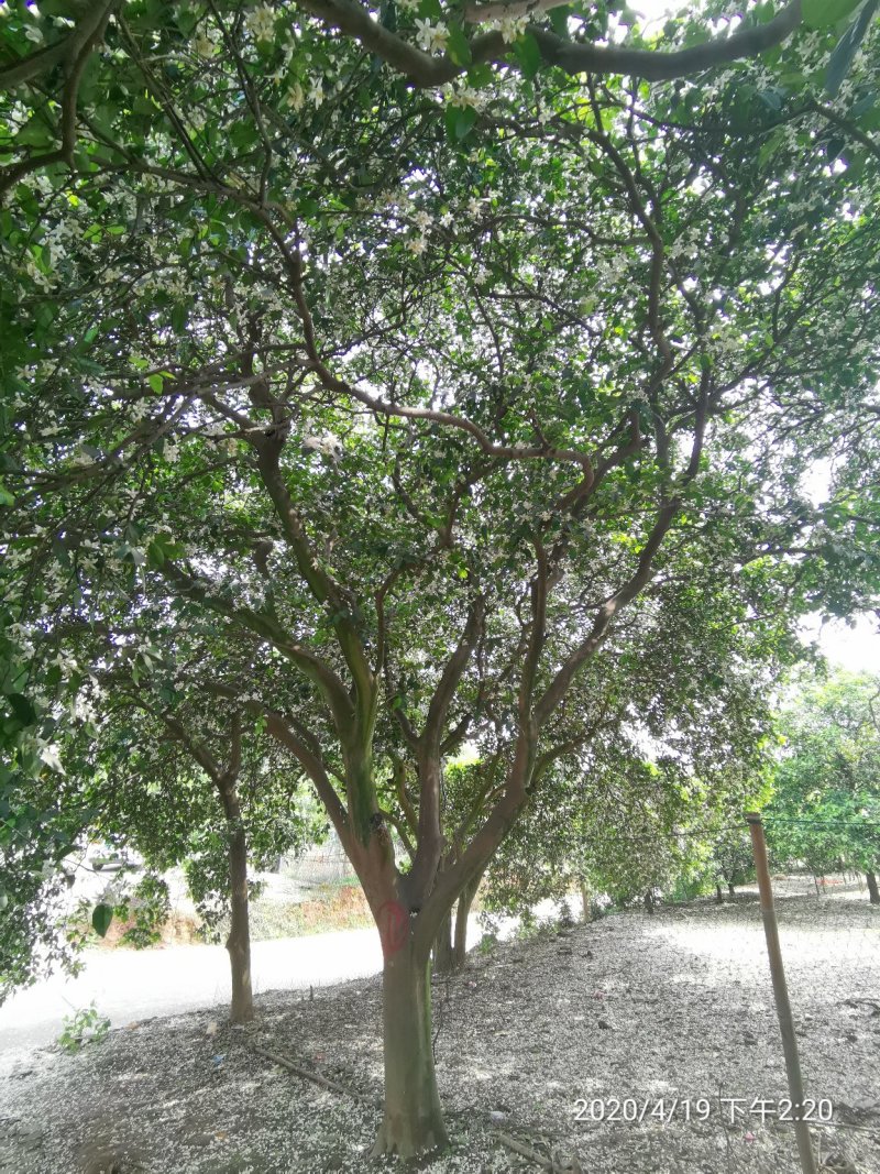 丛生香泡丛生香橼移植原生袋苗都有质量保证