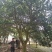 丛生香泡丛生香橼移植原生袋苗都有质量保证