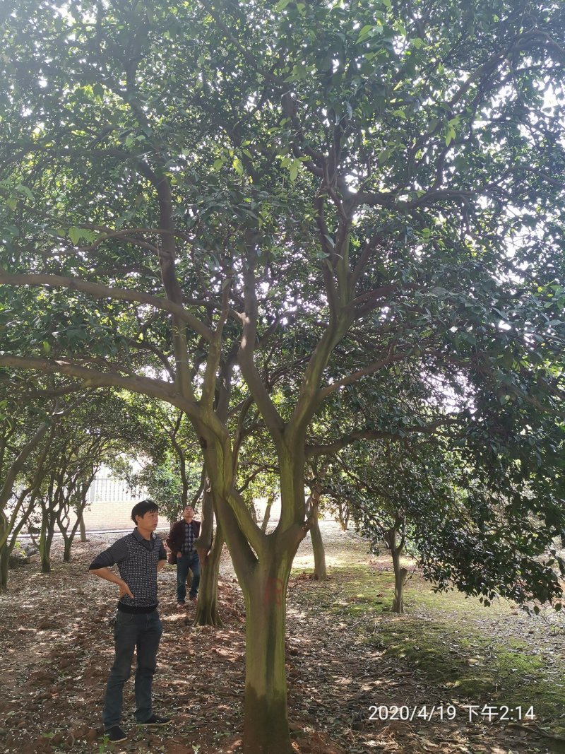 丛生香泡丛生香橼移植原生袋苗都有质量保证