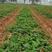 白雪公主草莓苗，桃熏草莓苗成活率高，品种保真