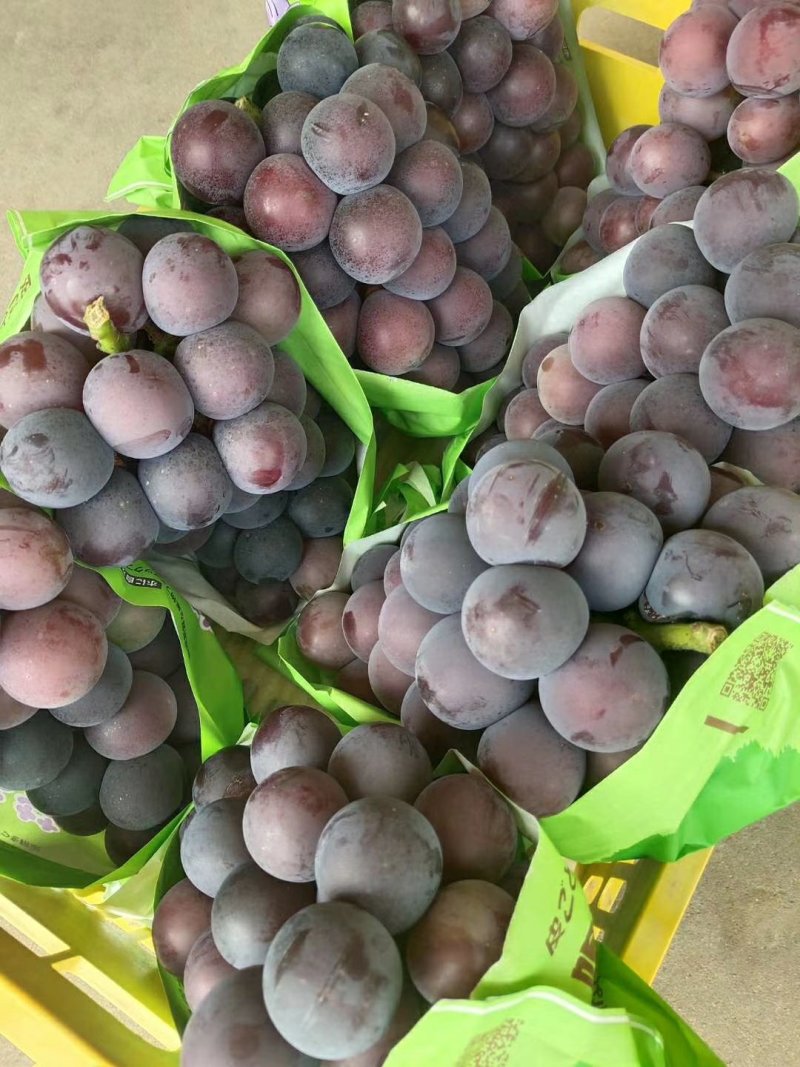 河北饶阳精品甜口乒乓球藤稔葡萄产地直发