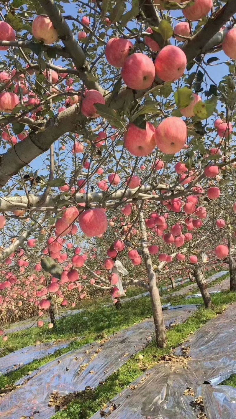 陕西省咸阳市彬县高原条红富士苹果