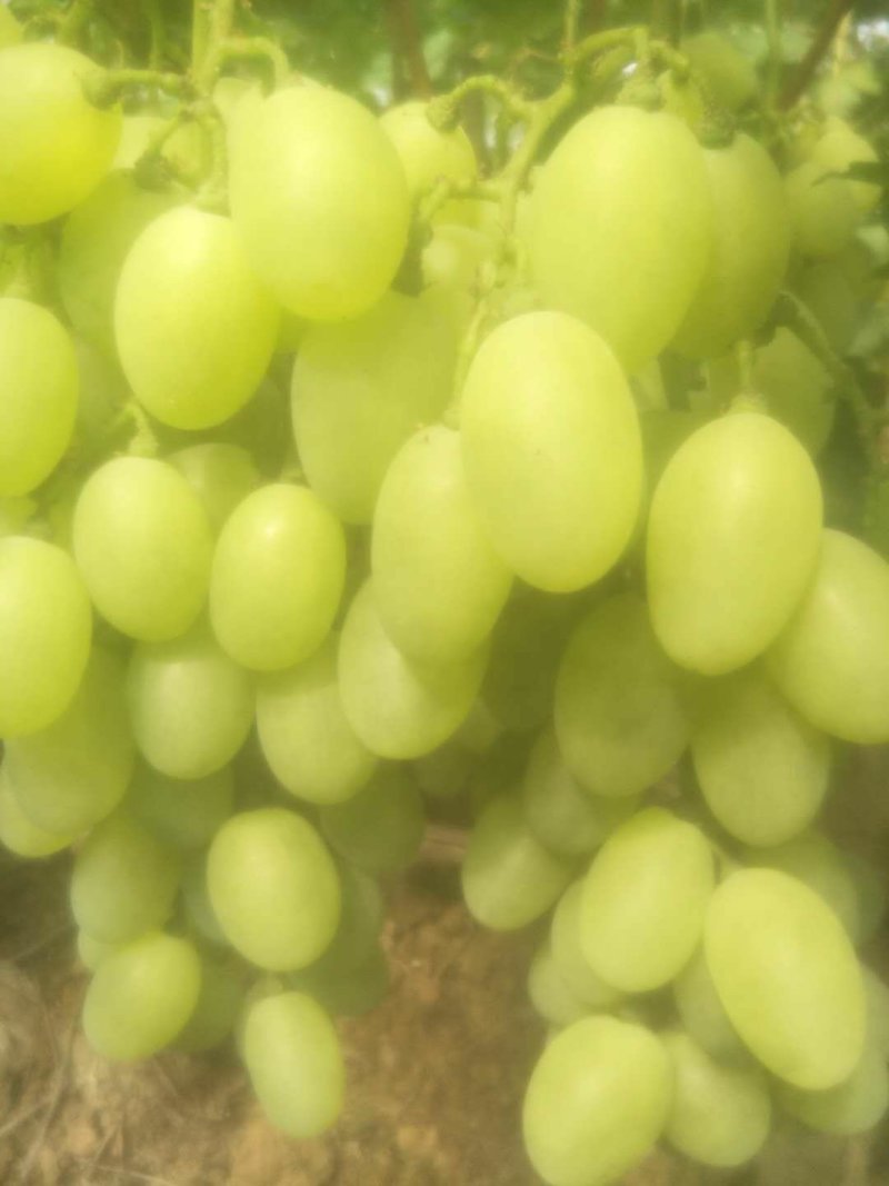 河北饶阳甜口精品乒乓球葡萄