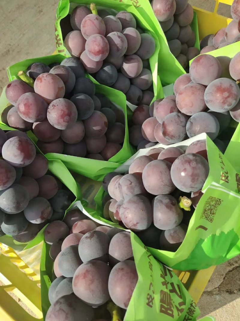 河北饶阳甜口精品乒乓球葡萄