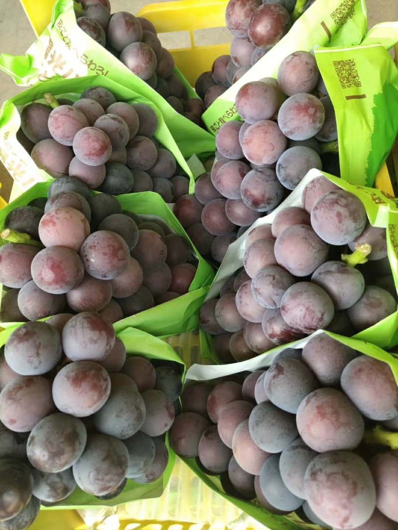 河北饶阳甜口精品乒乓球葡萄