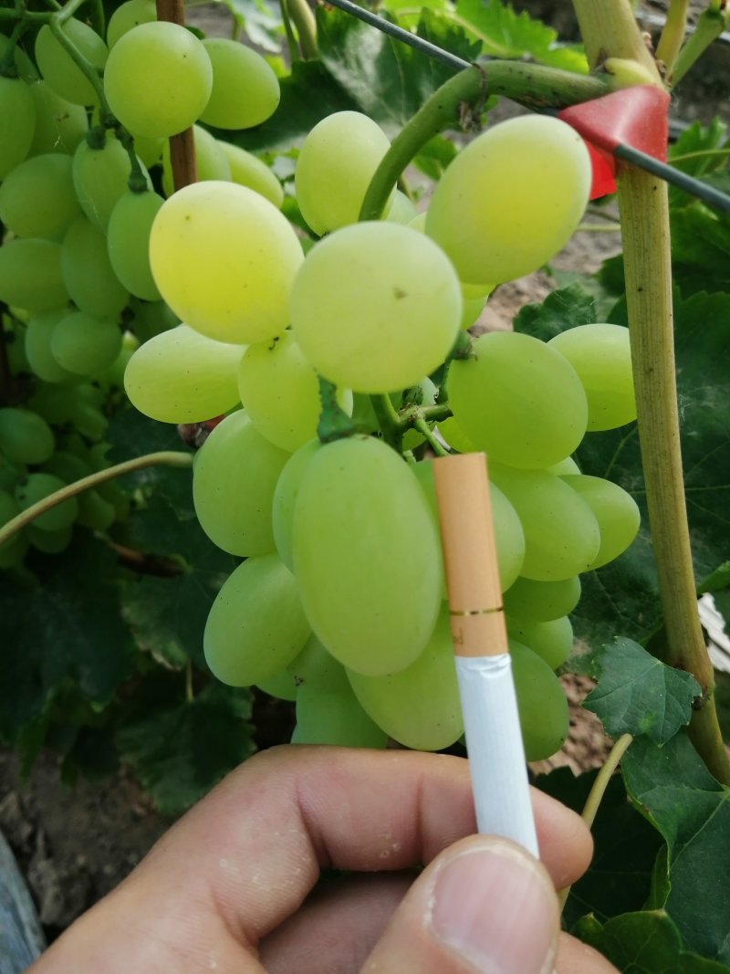 河北饶阳甜口精品维多利亚青提葡萄