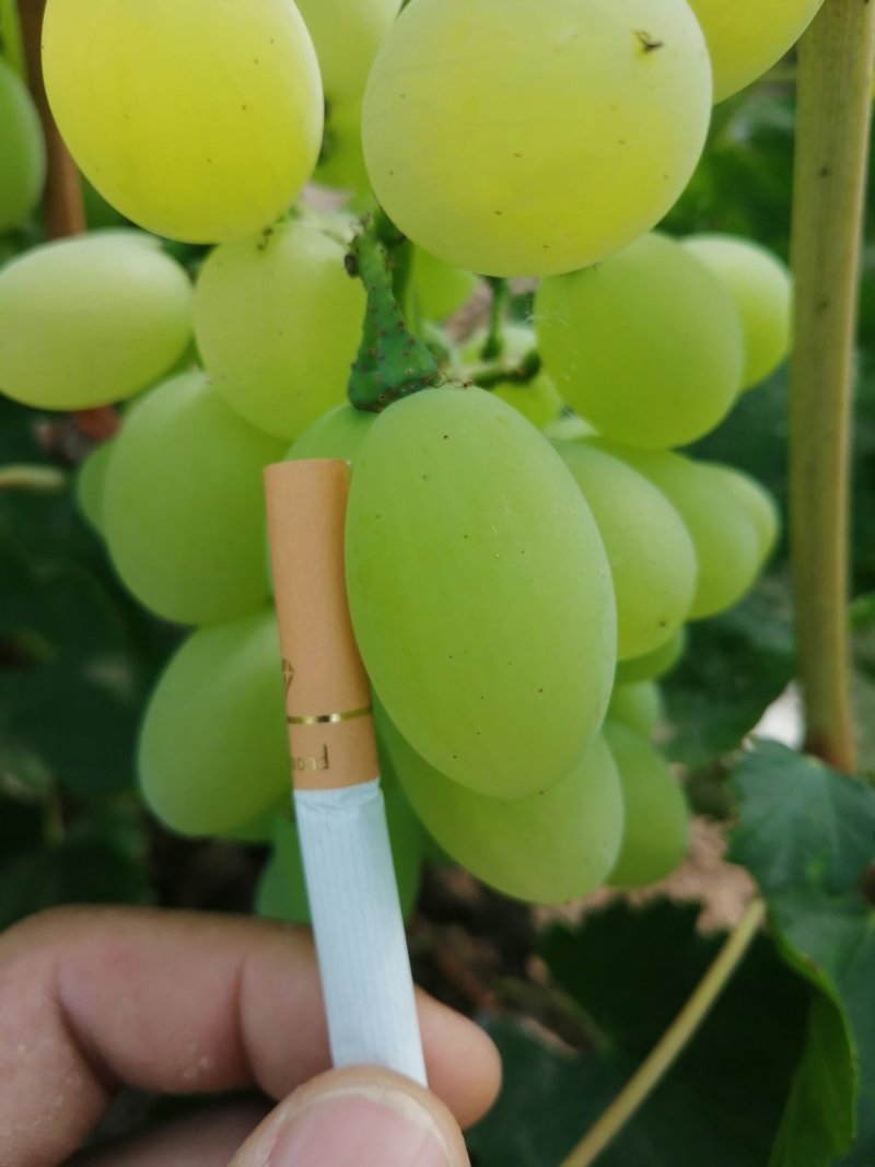 河北饶阳甜口精品维多利亚青提葡萄