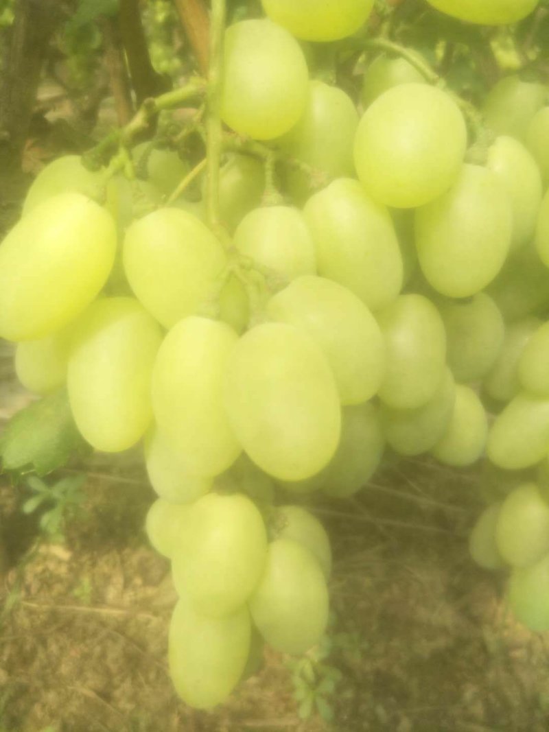 甜口精品河北衡水饶阳葡萄