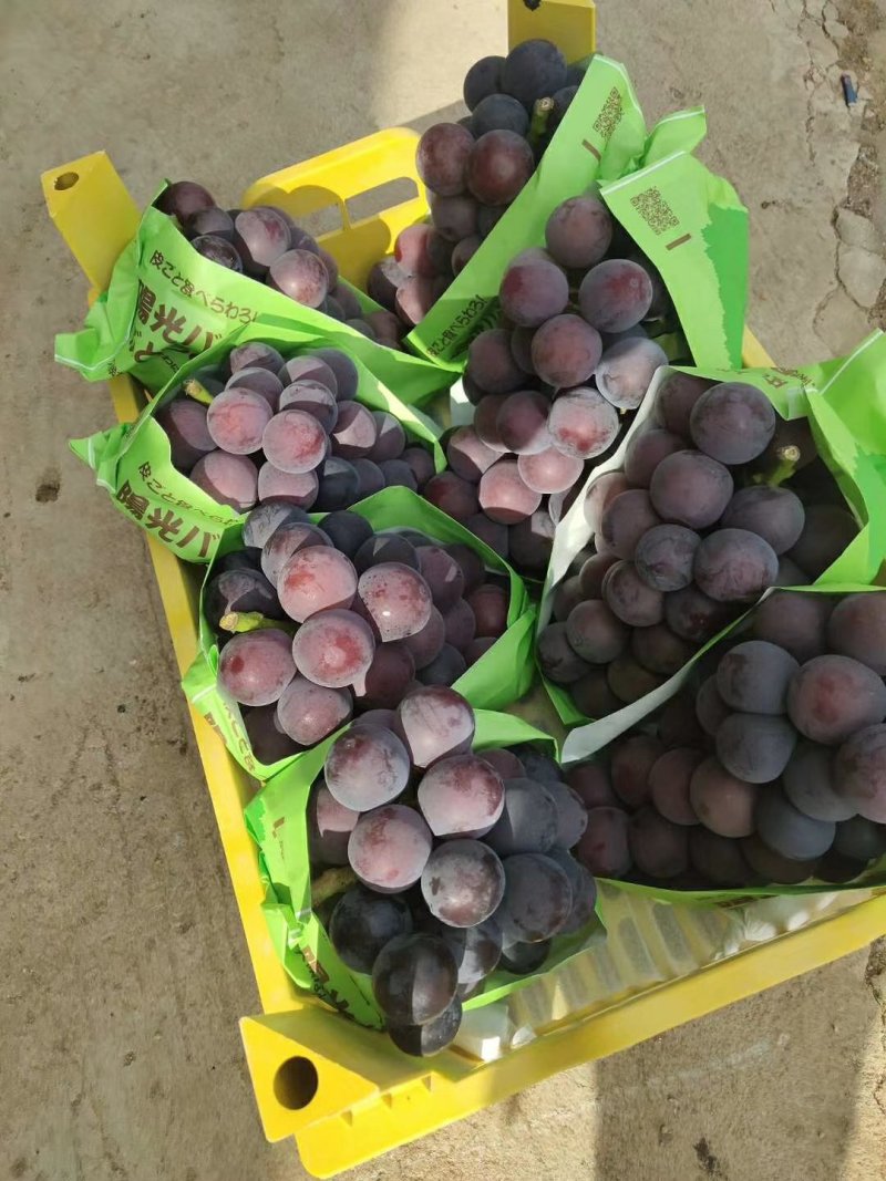 甜口精品河北衡水饶阳葡萄