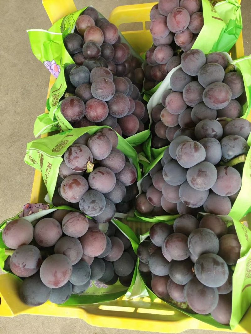 河北饶阳甜口精品藤稔葡萄