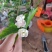 重瓣白茉莉花苗盆栽花卉观花植物室内绿植很香的茉莉庭院种植