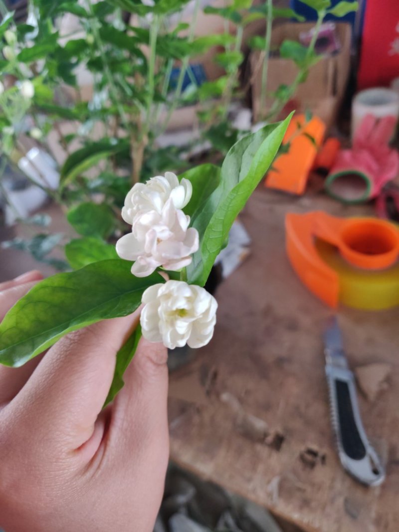 重瓣白茉莉花苗盆栽花卉观花植物室内绿植很香的茉莉庭院种植