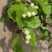 重瓣白茉莉花苗盆栽花卉观花植物室内绿植很香的茉莉庭院种植