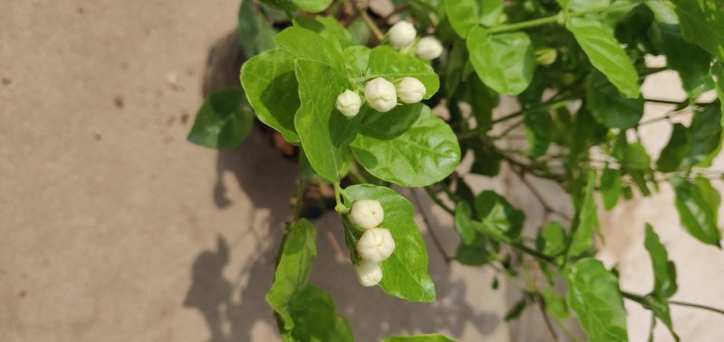 重瓣白茉莉花苗盆栽花卉观花植物室内绿植很香的茉莉庭院种植