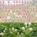 重瓣白茉莉花苗盆栽花卉观花植物室内绿植很香的茉莉庭院种植