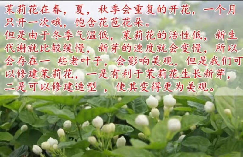 重瓣白茉莉花苗盆栽花卉观花植物室内绿植很香的茉莉庭院种植
