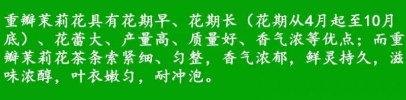 重瓣白茉莉花苗盆栽花卉观花植物室内绿植很香的茉莉庭院种植
