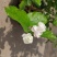 重瓣白茉莉花苗盆栽花卉观花植物室内绿植很香的茉莉庭院种植