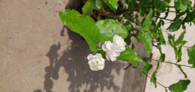 重瓣白茉莉花苗盆栽花卉观花植物室内绿植很香的茉莉庭院种植