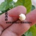 重瓣白茉莉花苗盆栽花卉观花植物室内绿植很香的茉莉庭院种植