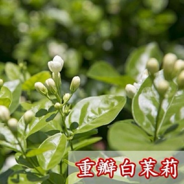 重瓣白茉莉花苗盆栽花卉观花植物室内绿植很香的茉莉庭院种植