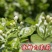 重瓣白茉莉花苗盆栽花卉观花植物室内绿植很香的茉莉庭院种植