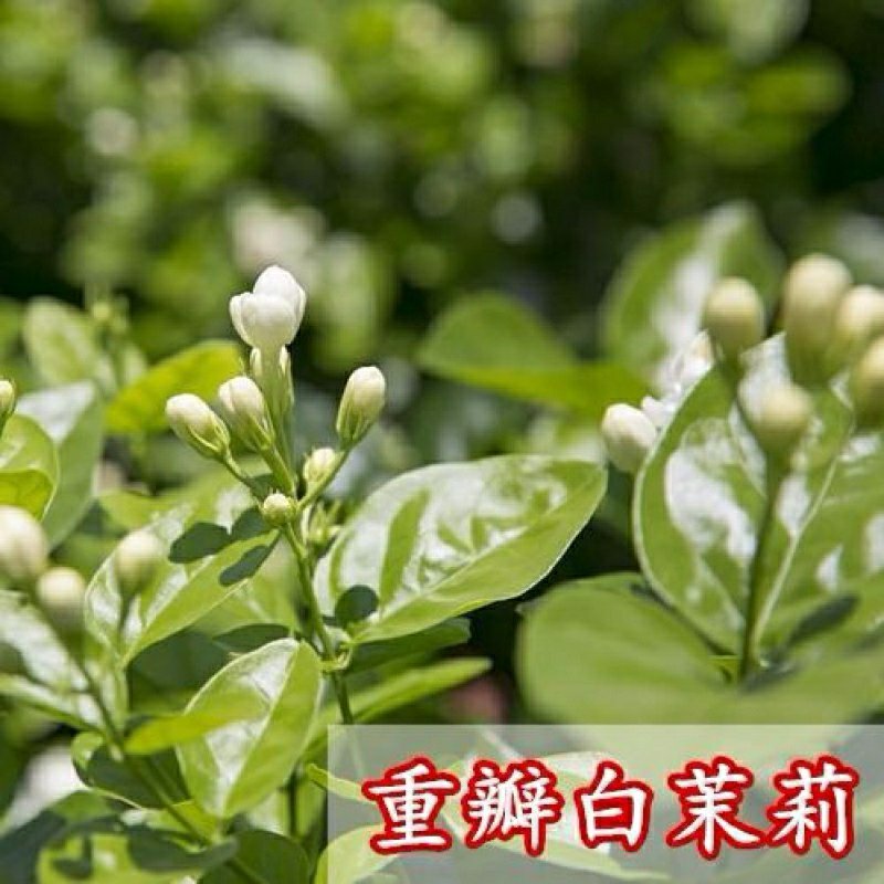 重瓣白茉莉花苗盆栽花卉观花植物室内绿植很香的茉莉庭院种植