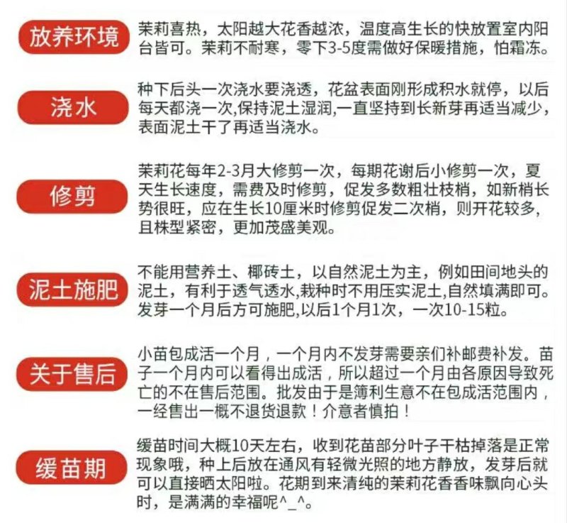 重瓣白茉莉花苗盆栽花卉观花植物室内绿植很香的茉莉庭院种植