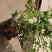 重瓣白茉莉花苗盆栽花卉观花植物室内绿植很香的茉莉庭院种植
