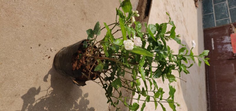重瓣白茉莉花苗盆栽花卉观花植物室内绿植很香的茉莉庭院种植
