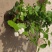 重瓣白茉莉花苗盆栽花卉观花植物室内绿植很香的茉莉庭院种植