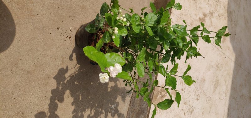 重瓣白茉莉花苗盆栽花卉观花植物室内绿植很香的茉莉庭院种植