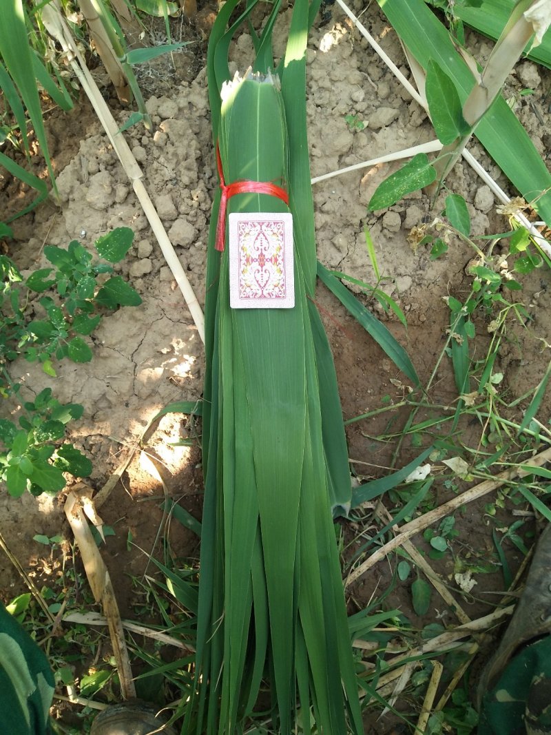 粽叶
