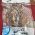 墨鱼干/纯淡干墨鱼干/大中号墨鱼干