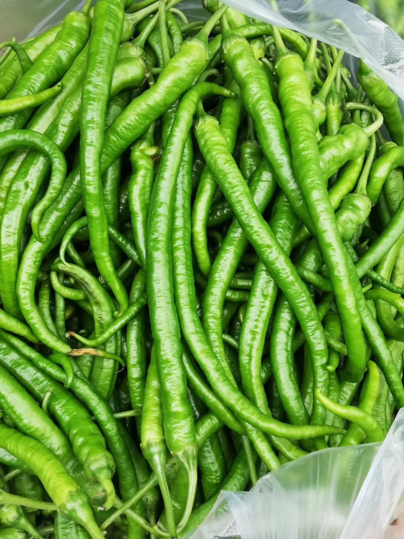 【一件代发】四川辣椒二荆条鲜辣椒基地直供