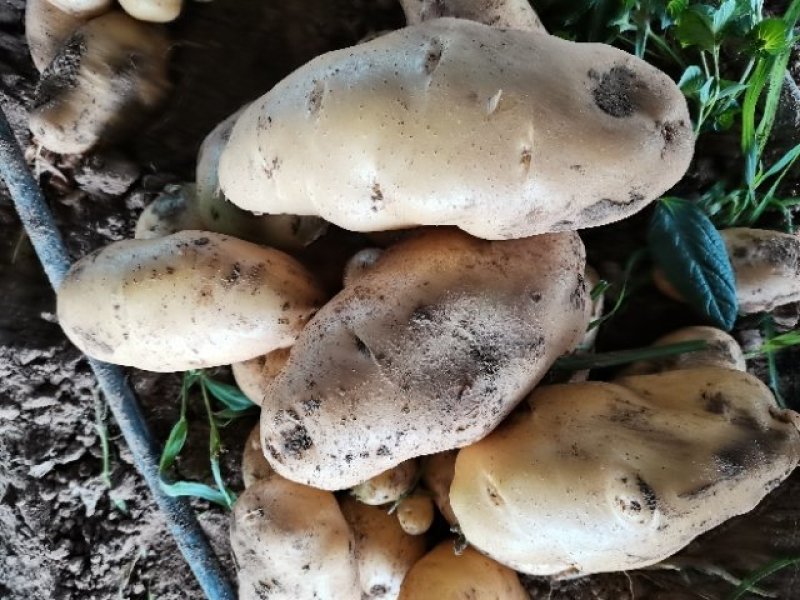 土豆荷兰十五806