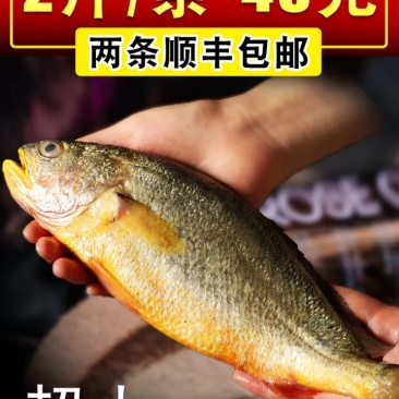 黄花鱼/宁德大黄鱼/条冻大黄鱼/单条真空包装