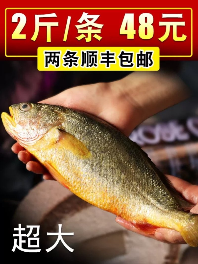 黄花鱼/宁德大黄鱼/条冻大黄鱼/单条真空包装