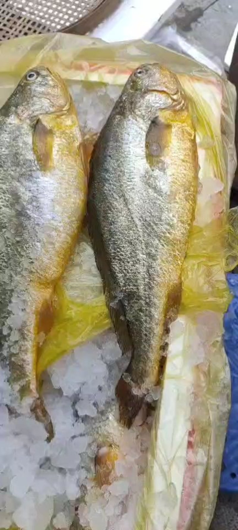 黄花鱼/宁德大黄鱼/条冻大黄鱼/单条真空包装