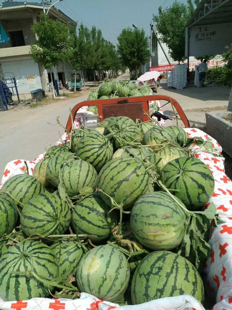 河南【甜王西瓜】个头大，皮薄，口感好，欢迎订购。