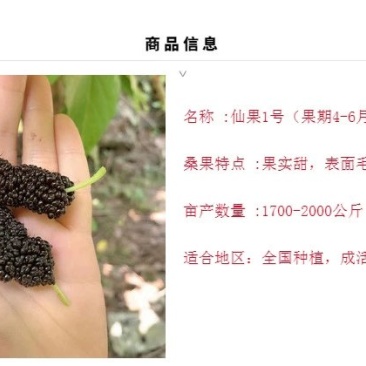 海宁桑果苖:仙果一号桑果