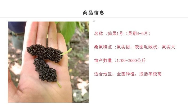 海宁桑果苖：仙果一号桑果