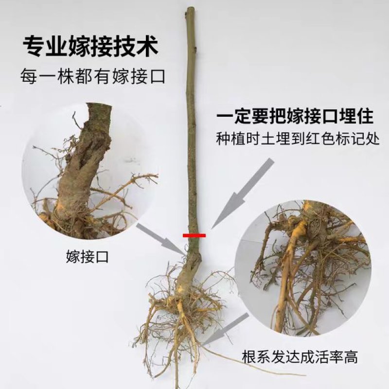 海宁桑果苖：仙果一号桑果
