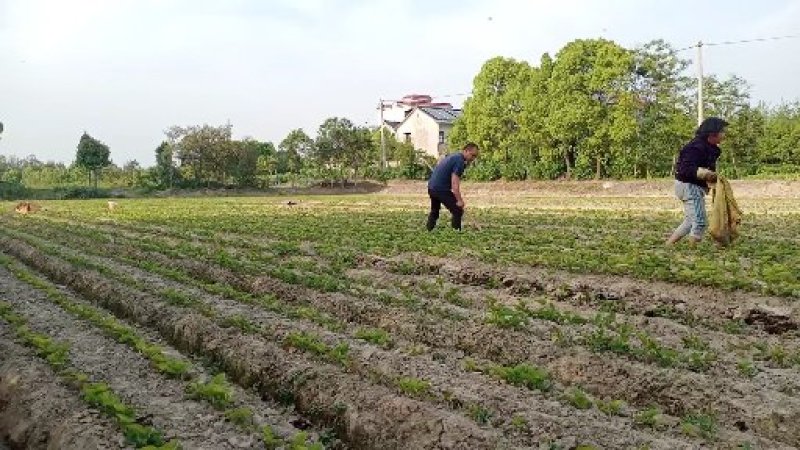 海宁桑果苖：仙果一号桑果