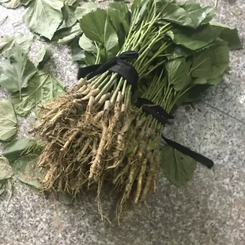 海宁桑果苖：仙果一号桑果